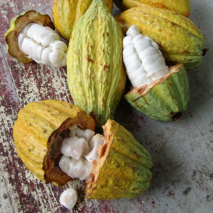 Split yellow & green cacao pods showing white cacao fruit inside 